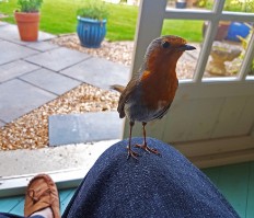 robster2 OUR TAME ROBIN